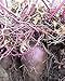okinawan sweet potato Seeds,Also known as Hawaiian Sweet Potato and Uala.