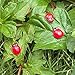 LJY 100 Pieces Mini Sized Ladybugs Shaped Stickers Miniature Ornament DIY Kit for Fairy Garden Dollhouse Plant Decor-Create Your Own Living