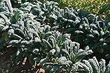 David's Garden Seeds Kale Toscano SL2123 (Green) 500 Non-GMO, Heirloom Seeds