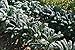 David's Garden Seeds Kale Toscano SL2123 (Green) 500 Non-GMO, Heirloom Seeds primary