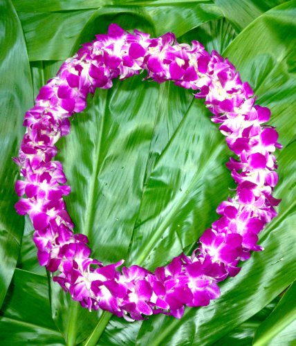 Fresh Hand Made Dendrobium Orchid Lei Sonia- eflowerwholesale