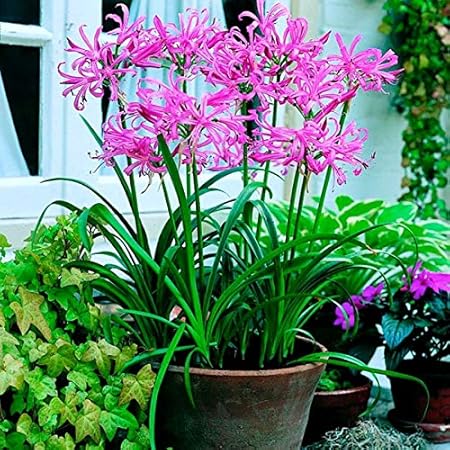 FernsFly IMP. Nerine Lily / Jersey lily / Spider lily Attractive Flower Bulbs Home Outdoor Flowering Gardening Bulbs Blooming planting (Pack of 9 Pink Nerine Lily)