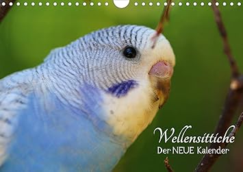 Wellensittiche Der Neue Kalender Wandkalender 2021 Din A4 Quer Amazon De Bergmann Bjorn Bucher wellensittich kalender 2021