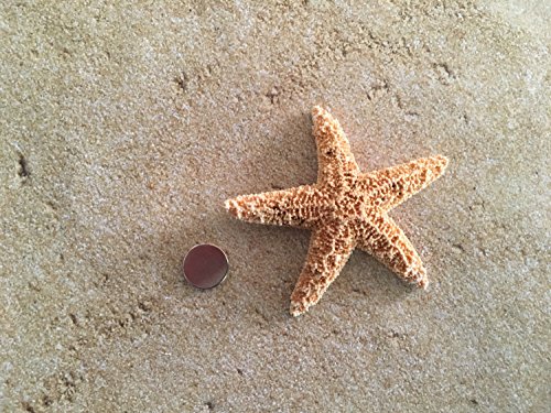 Magnetic Men's Sugar Starfish Beach Wedding Boutonnieres, 2