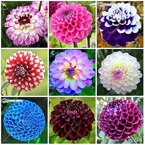 Amazon 50本ダリアの花は盆栽の魅力的な盆栽の花 ダリアの球根ではない 高い発芽ホームガーデン植栽 グリーン アートフレーム ポスター オンライン 通販