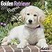 Golden Retriever Puppies Calendar - Only Dog Breed Golden Retriever Puppies Calendar - 2015 Wall calendars - Dog Calendars - Monthly Wall Calendar by Avonside