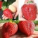 Giant Japan Strawberry Seeds, Pathonor 100Pcs Giant Red Strawberry Organic Seeds Garden