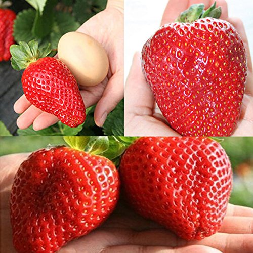 Giant Japan Strawberry Seeds, Pathonor 100Pcs Giant Red Strawberry Organic Seeds Garden