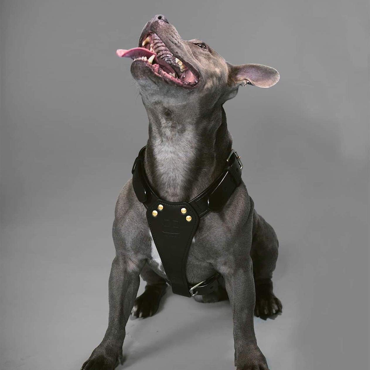 TUGBY XS/S/M/L/XL/XXL Dog Leather Harness Sets with Matching Dog Lead (Black, XXL)