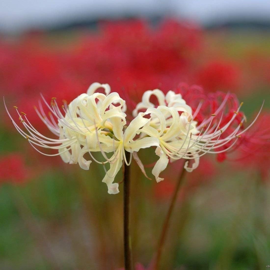 White Spider Lily Bulbs 4 Bulbs Lycoris Radiata Bulbs