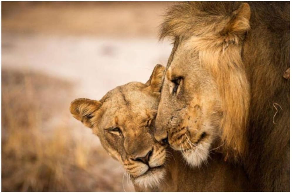 WLKQY León africano negro blanco decoración del hogar carteles e