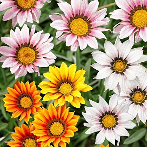 Treasure Flower Gazania Mix Seeds Gazania Rigens Amazon Ca Patio Lawn Garden