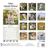 Image de Labrador Retriever (Yellow) Calendar - Only Dog Breed Labrador Retriever (Yellow) Calendar - 2016 Wall calendars - Dog Calendars - Monthly Wall Calend