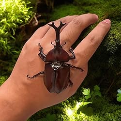 Cased Rhinoceros Beetle, Real Large Insect