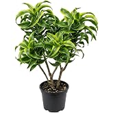 Variegate Dracaena Plant Live Indoor 4" Pot, Curly Dracaena Tree Ornamental Houseplant