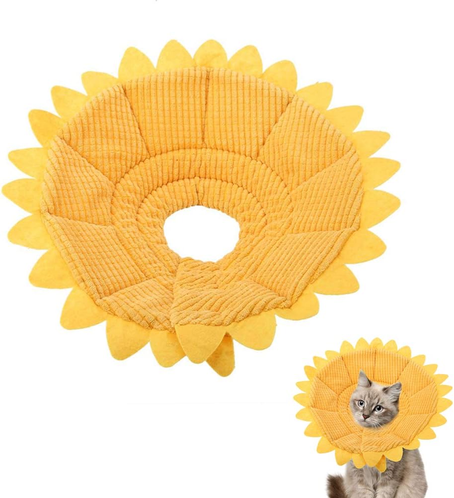 sunflower cone dog