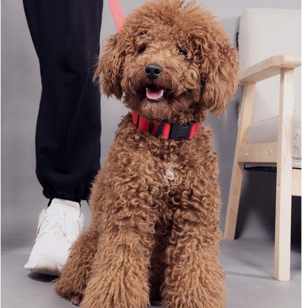 AEDILYS Adjustable Nylon Dog Collar Classic Solid Colors for Small Sized Dogs Neck, Multicolor: Sports & Outdoors