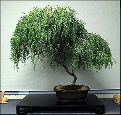 Bonsai Dwarf Weeping Willow Tree Large Thick Truck Cutting Ready To Plant Get A Rare Dwarf Bonsai Tree Very Fast -