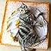 UEETEK Pet Blanket for Dog Cat,Animal Fried Egg Shaped Quilt Puppy Kitten Bed Sleep Mat