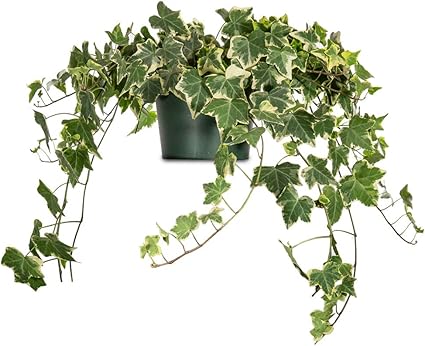 Amazon.com: Perfect Plants Hiedra inglesa variada | Hedera Helix Variegata&#39; | Planta de hogar de fácil cuidado | Perfecto para condiciones de luz brillante, 6 en maceta de cultivador, | Purificación de