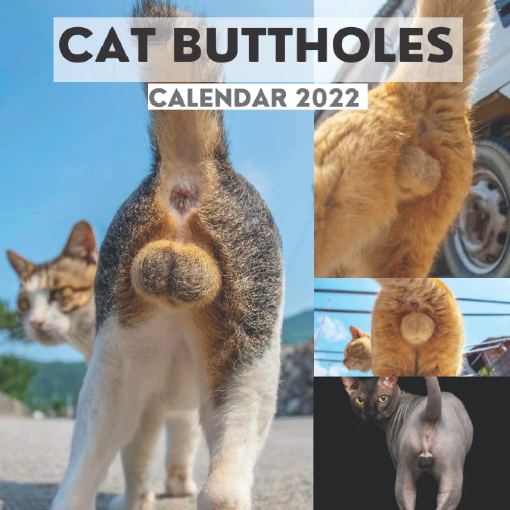 Funny Cat Calendar 2022 Shopperji