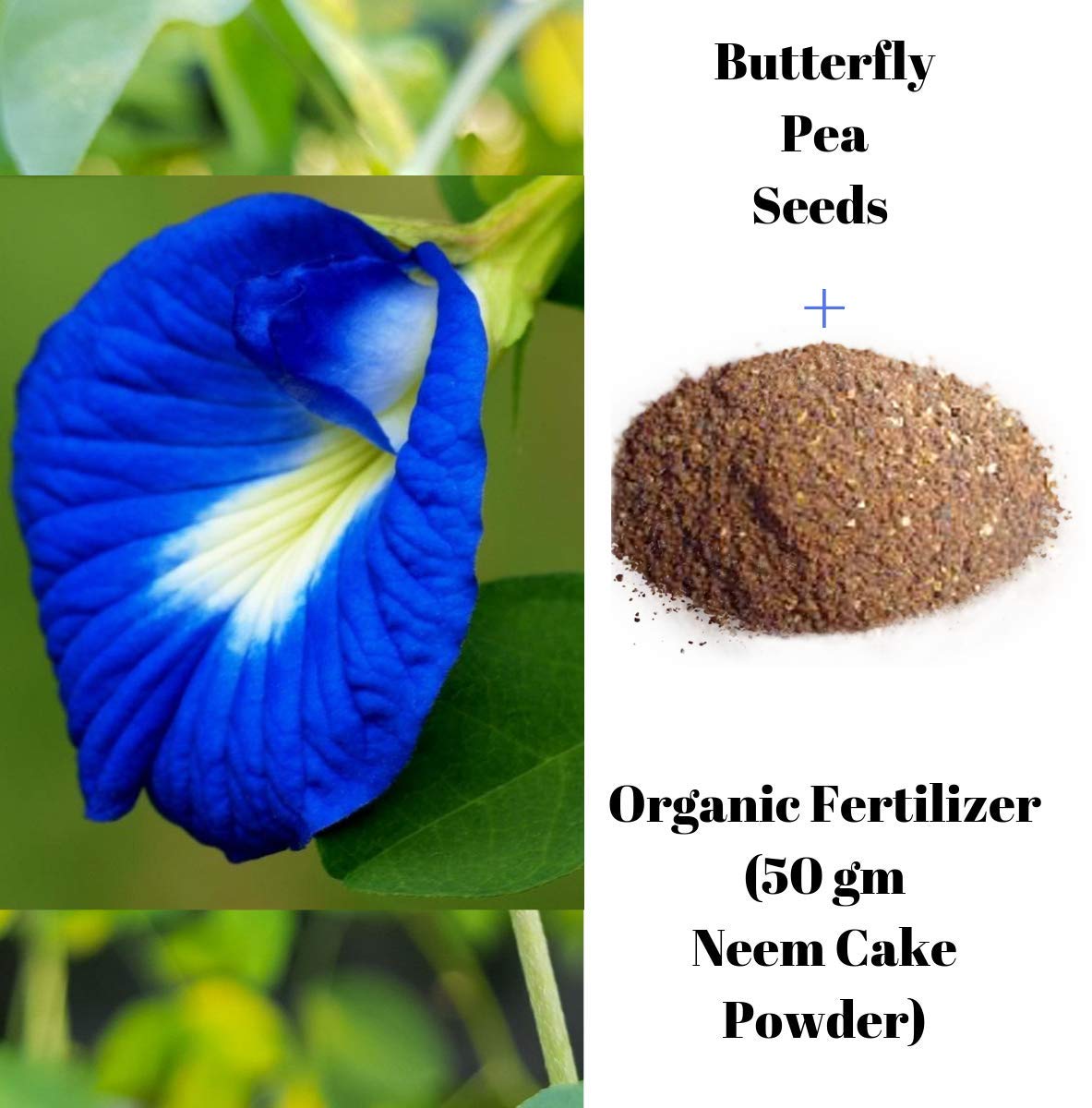Buy Auspicious Look Butterfly Pea Blue (Pack of 30 ) + Fertilizer (Neem Cake Powder 50 gm