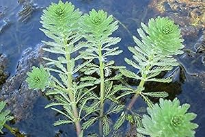 AQUALEAF AQUATICS Parrot Feather Bunch - 5 Stem Plants - Water Garden Live Pond Plant