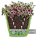 Santino ASTI 7.1 Inch Self Watering Planter Green-Gold/White for Indoor Plants - Premium Quality Modern Plastic Planter Pot w/ Water Level Indicator for All House Plants, African Violets and Dahlias