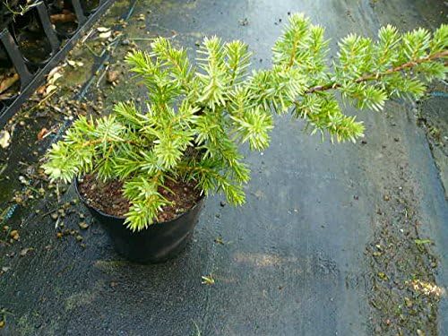 ブルーパシフィック 長さcm前後 9cmポット ぶるーぱしふぃっく コニファー ハイビャクシン 販売 苗 植木