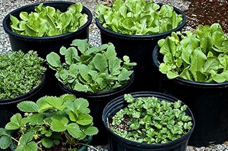 Seedscarepots Vegetable, Fruit Seeds Kit - Spinach, Coriander, Methi, Kale, Lettuce, Strawberry 6 Packets-500 Seeds