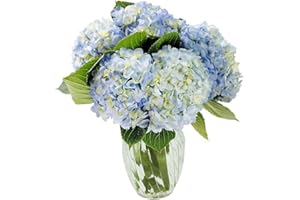 KaBloom Flowers - Beauty Bouquet of 6 Blue Hydrangeas with Vase - Gift for Birthday, Sympathy, Anniversary, Get Well, Thank You, Valentine, Mother’s Day Fresh Flowers