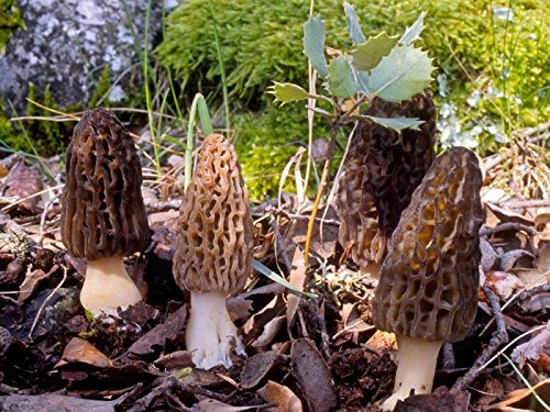 Black Morel Morchella Elata Seeds Spores Morel Garden Mushrooms Mycelium Spawn (25g) by Garden Pleasure