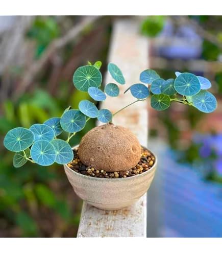 Amazon.com : Jmbamboo - Fern Leaf Plumosus Asparagus Fern - Bonsai Pot  4x4x2 - Easy to Grow - Great Houseplant : Patio, Lawn & Garden