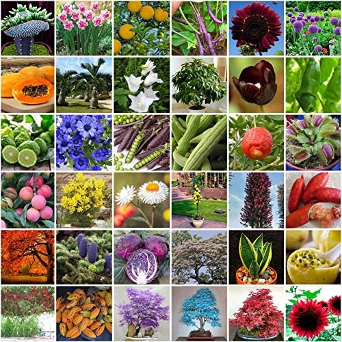 Plantree 29 20 Strawberry Corn Seed: 100X Rare Dwarf Fruit Vegetables Seeds Mini Bonsai Tropical Fruits Potted Plants
