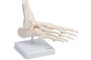 Medical Anatomical Skeleton Foot Model, Life Size