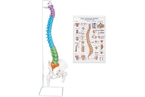 NLShan 34.6'' Full Size Human Spine Skeleton Model, Colored Anatomical Spine Model with All Nerves, Arteries, Lumbar Column, Removable Femur, Realistic Vertebra Model for Teaching, Study and Display