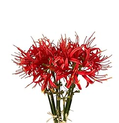 XIZHI 5 Stems Artificial Spider Lily Flowers 23.6