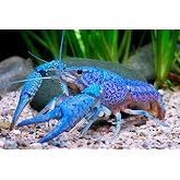Freshwater Live Lobster Crayfish for Aquarium Fish Tank (Blue) - 2 Day Shipping