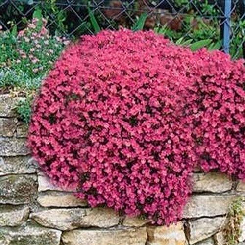 Buy Ultrey Seed House Scented Carpet Phlox Ground Cover Creeping