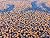 Shaw Tiger Town Carpet Tile-24"x 24"(12 Tiles/case, 48 sq. ft./case)
