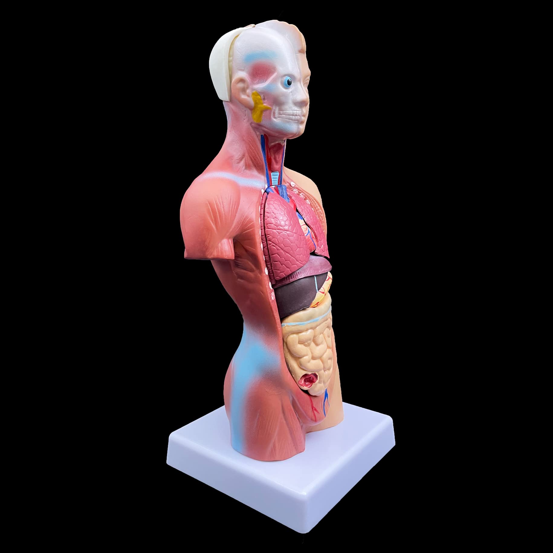 Science Lab Torso Model Mua XINDAM Human Torso Model, Anatomically Accurate Body Model Human ...