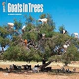 Goats in Trees 2017 Wall Calendar
