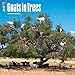 Goats in Trees 2017 Wall Calendar