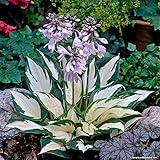Hosta (Fire And Ice) 15+ Seeds Upc 647923989359