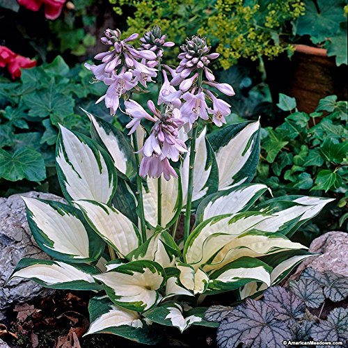 Hosta (Fire And Ice) 15+ Seeds Upc 647923989359