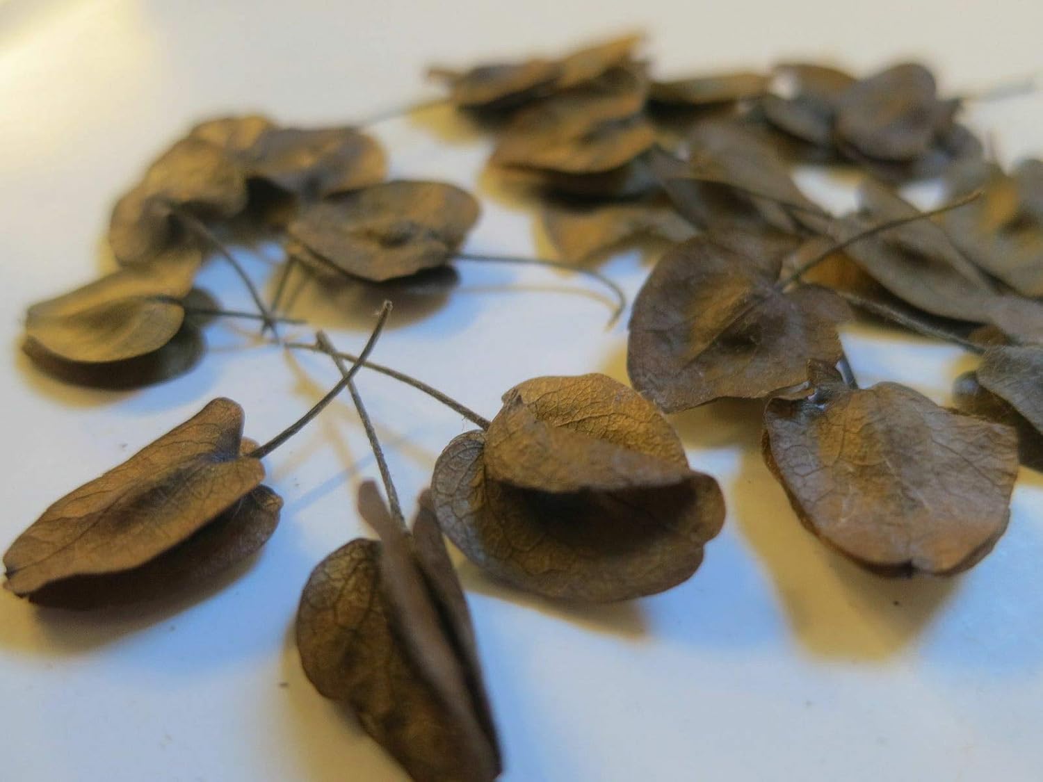 5 Seeds - White banisteriopsis caapi (White yage): Amazon.ca: Home