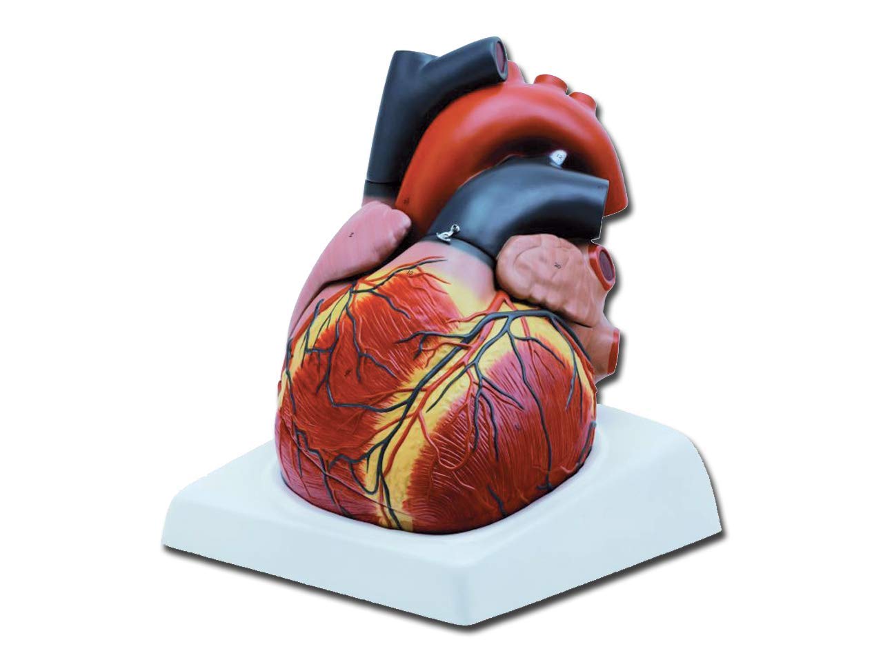 Gima - Anatomical Model of Human Heart, Sectioned, Highly Detailed, Tridimensional, Modular in 4 Parts, Magnification 3X