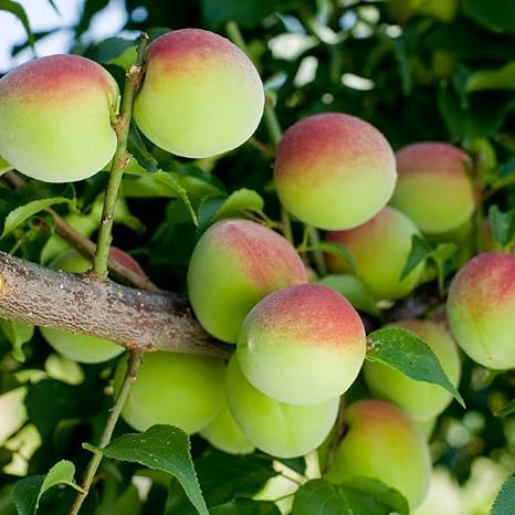 Amazon 梅の苗木 品種 南高梅 なんこうばい 品種で選べる果樹苗木 2年生 接木苗 15cmポット 平均樹高 60cm 1個 ポット植えなのでほぼ年中植付け可能 豊産で 日本で最も栽培の多い品種です フルーティーで香り高く 果肉が厚く柔らかいのが特徴で 特に梅干しに