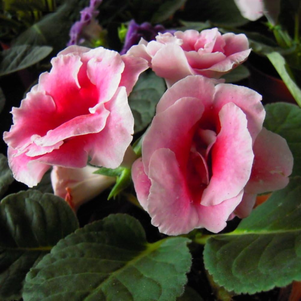 Jiacheng29 100Pcs Saintpaulia Ionantha African Violet Seeds Beautiful Flower Garden Plant Outdoor Decor