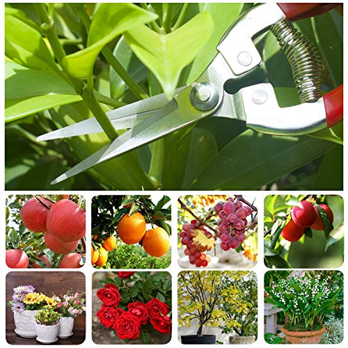 HyleJhJy 8" Bypass Pruning Shears with Stainless SK5 Steel Blades + Straight Tip Pruning Shears Herb Pruning Shears Florist Scissors- Hand Pruner Scissors for Garden Harvesting Fruits Vegetables,Red - Thumbnail 2